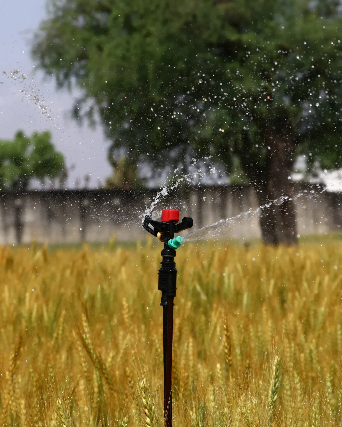 Overhead sprinkler irrigation